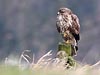 Buizerd