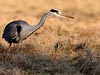 Reiger in het late winter zonnetje