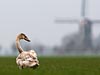 Zwaan in de polder bij Kockengen