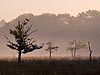 Groepje bomen op het Leersumseveld