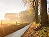 Bomen langs de Vecht nabij Oud-Zuilen