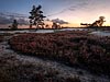 Heide en bomen op de Lange Duinen bij Soest