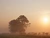 Polders bij Kanis in de ochtend mist