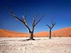 Deadvlei