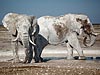 Olifant stieren in Ethosha National Park