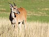 Afrikaanse Eland