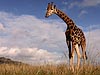 Nieuwsgierige Giraffe in het avond zonnetje